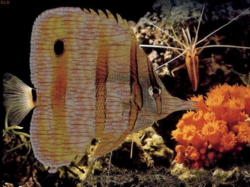 Photoshop Design by arcaydia for DesignCrowd (Community Contests) | Design #9153060