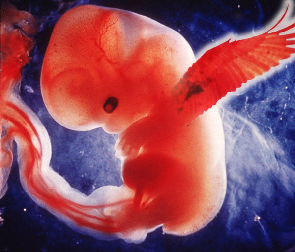 Photoshop Design by Grandmandoe for DesignCrowd (Community Contests) | Design #9153130