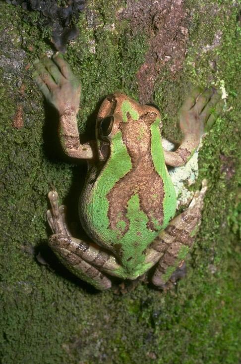 Photoshop-Design von quack_head für DesignCrowd (Community Contests) | Design #9153143