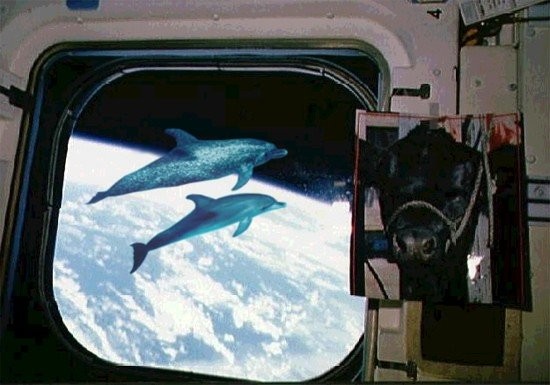 Design Photoshop par Nicoley pour DesignCrowd (Community Contests) | Design #9131418