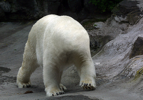 Photoshop-Design von paplaukes für DesignCrowd (Community Contests) | Design #9153290