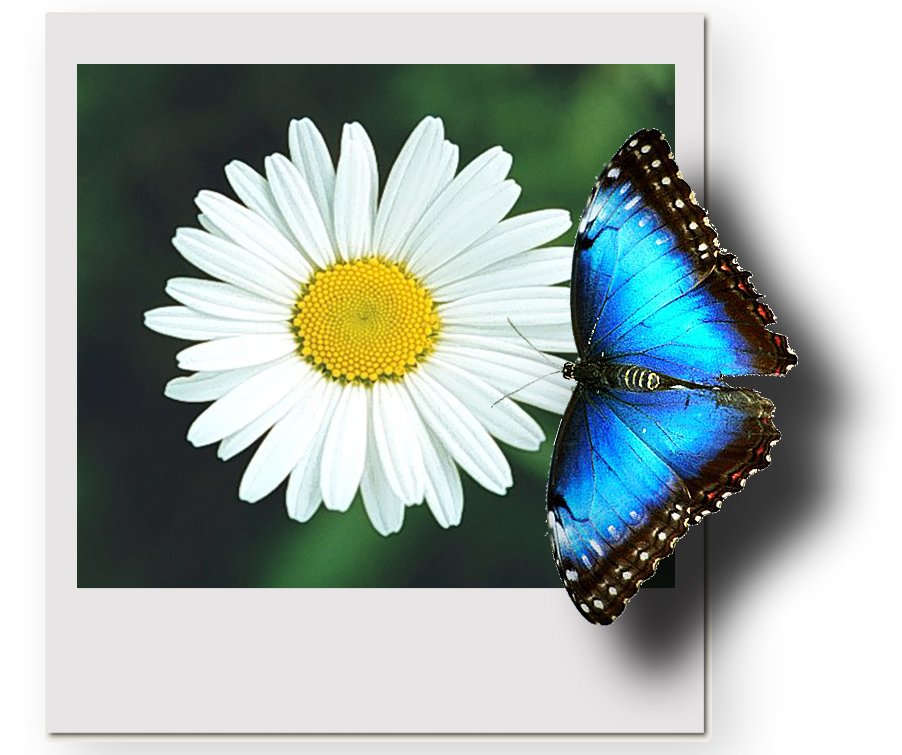 Photoshop Design by Tincupid for DesignCrowd (Community Contests) | Design #9152553