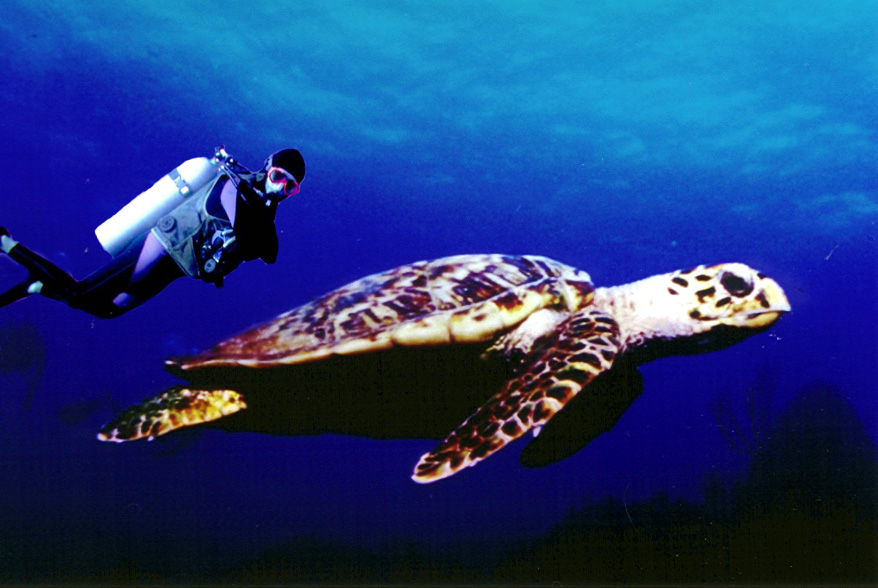 Design Photoshop par Hawk pour DesignCrowd (Community Contests) | Design #9151381