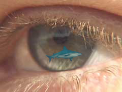 Photoshop Design by susv for DesignCrowd (Community Contests) | Design #9151433