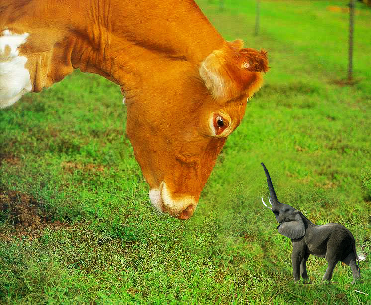 Photoshop Design by Tincupid for DesignCrowd (Community Contests) | Design #9151463