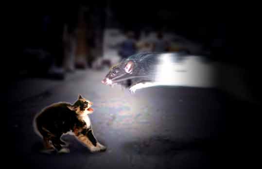 Photoshop-Design von quack_head für DesignCrowd (Community Contests) | Design #9151471