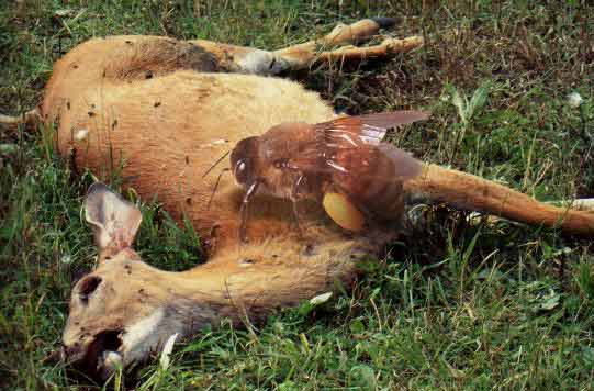 Photoshop-Design von quack_head für DesignCrowd (Community Contests) | Design #9154441