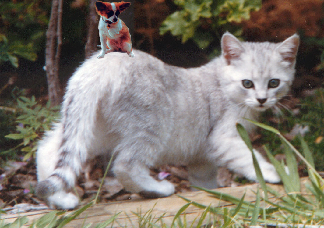 Photoshop Design by faith for DesignCrowd (Community Contests) | Design #9154532