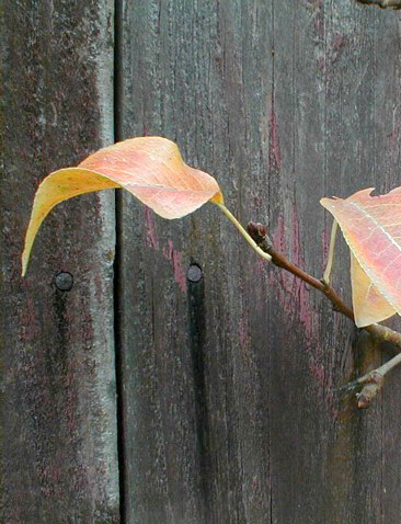 Photoshop-Design von Binder für DesignCrowd (Community Contests) | Design #9154553