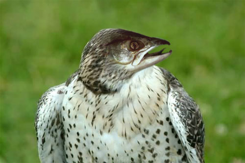 Design Photoshop par Dveil pour DesignCrowd (Community Contests) | Design #9143835