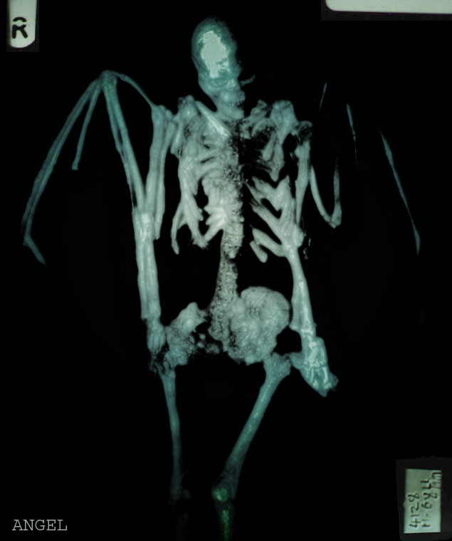 Photoshop-Design von maxilution für DesignCrowd (Community Contests) | Design #9150835