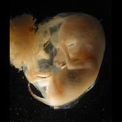 Photoshop Design by Puffnasty