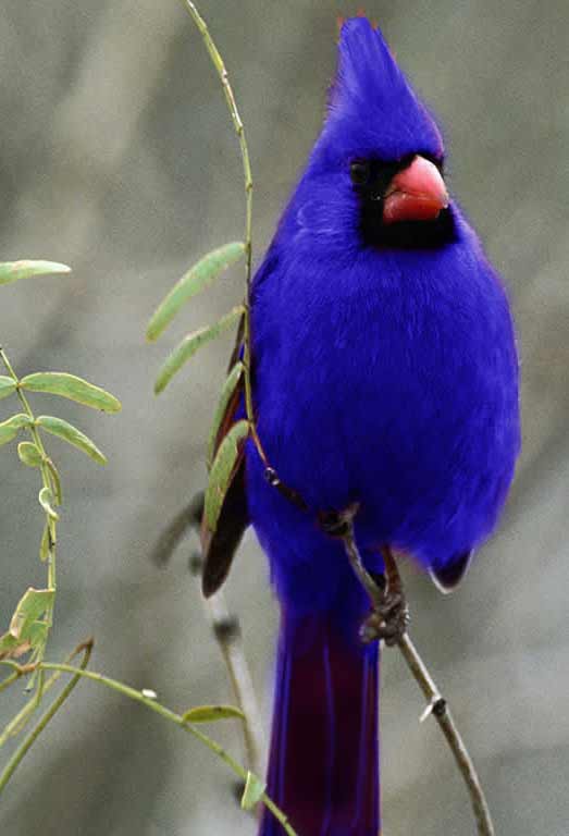 Photoshop Design by gunmetal for DesignCrowd (Community Contests) | Design #9149806