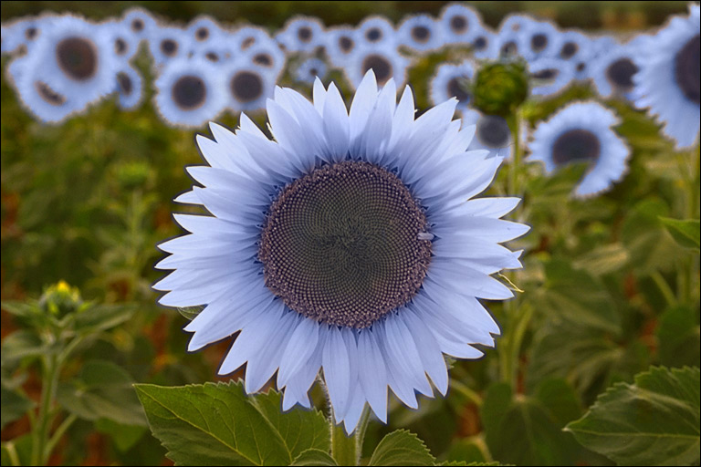 Diseño de Photoshop por Polly__Prissy__Pants para DesignCrowd (Community Contests) | Diseño #9149856