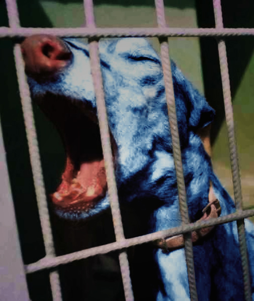 Photoshop Design by Simpletonic for DesignCrowd (Community Contests) | Design #9149791