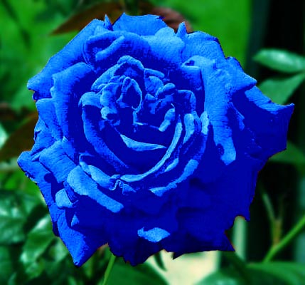 Photoshop Design by Nez for DesignCrowd (Community Contests) | Design #9149969