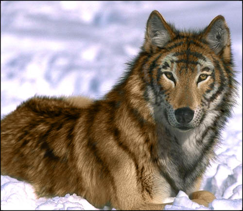 Photoshop Design by Puffnasty for DesignCrowd (Community Contests) | Design #9148615