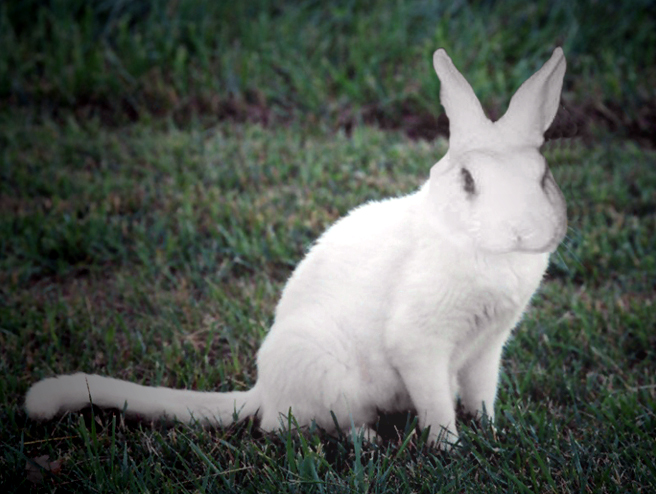 Diseño de Photoshop por Bobz para DesignCrowd (Community Contests) | Diseño #9148680