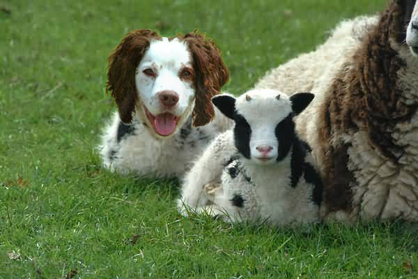 Photoshop Design by crustygeek for DesignCrowd (Community Contests) | Design #9148732