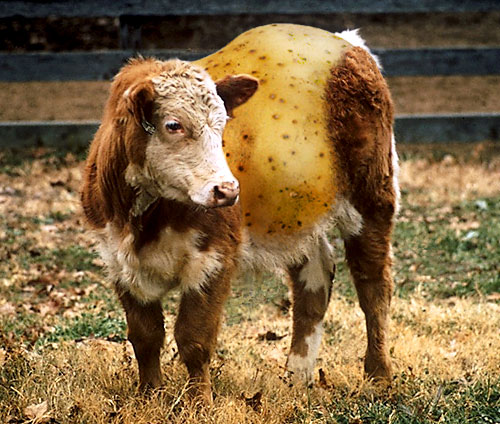 Photoshop Design by ARagMan for DesignCrowd (Community Contests) | Design #9148747