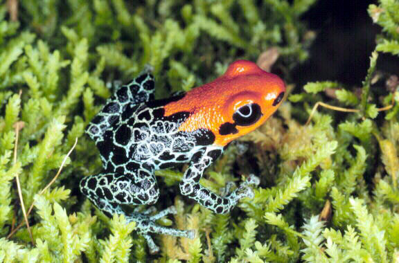 Photoshop-Design von Fascha für DesignCrowd (Community Contests) | Design #9152238