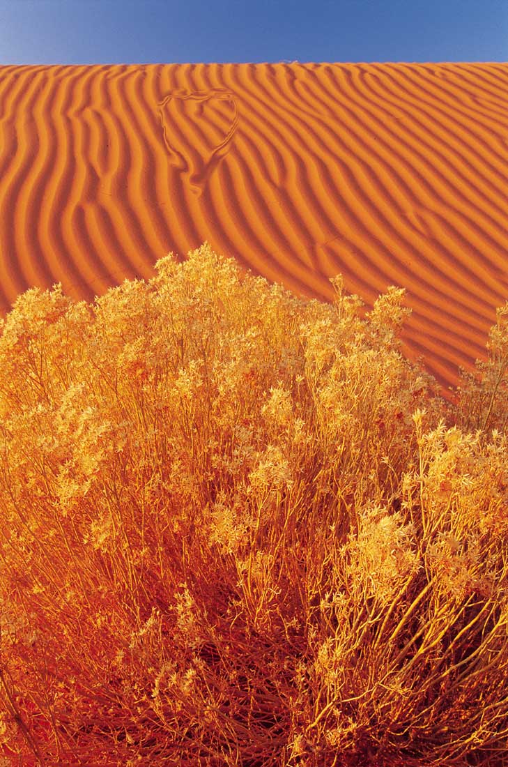 Photoshop Design by Snappy__Dragon for DesignCrowd (Community Contests) | Design #9152259