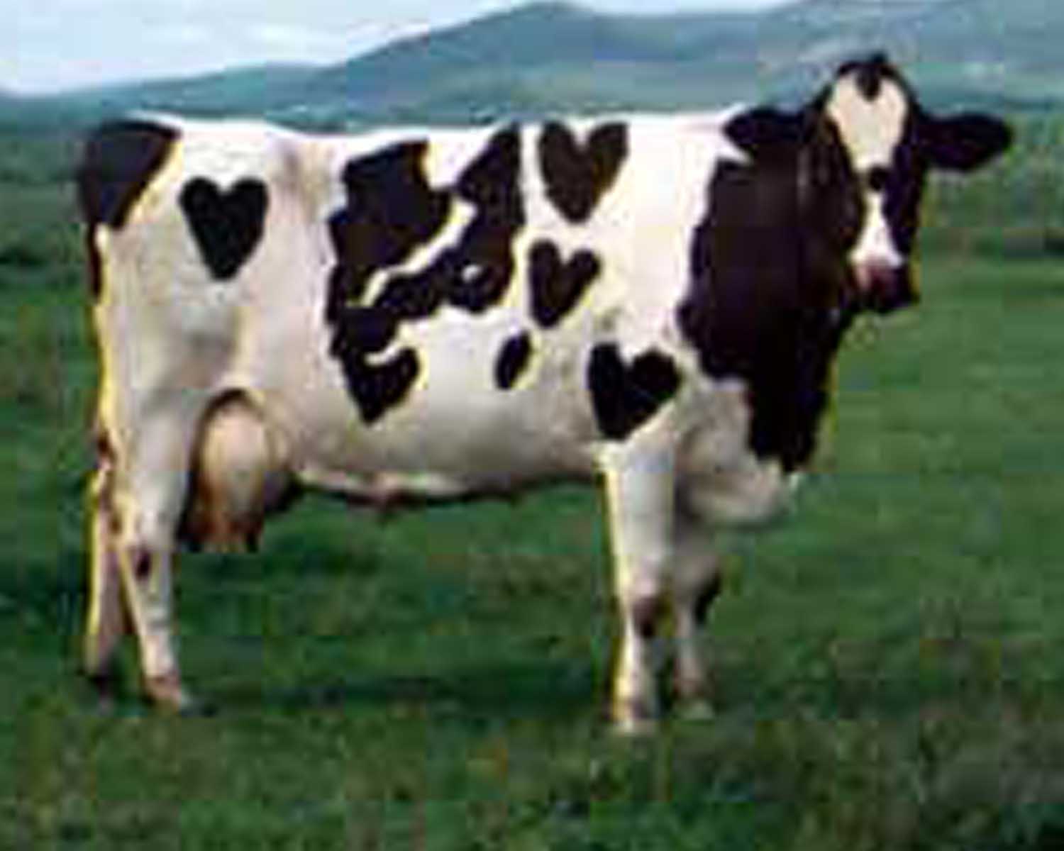 Photoshop Design by PedroDawg for DesignCrowd (Community Contests) | Design #9152292