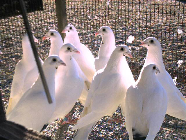 Photoshop Design by fiel for DesignCrowd (Community Contests) | Design #9153477