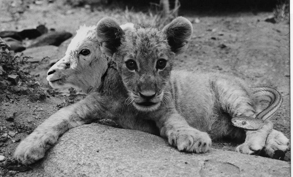 Photoshop Design by BrainSlug for DesignCrowd (Community Contests) | Design #9151735