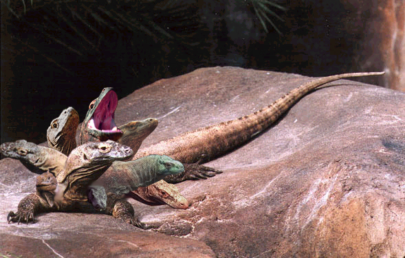 Design Photoshop par Cataphract pour DesignCrowd (Community Contests) | Design #9151739