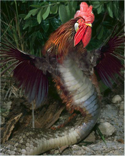 Photoshop Design by miranda for DesignCrowd (Community Contests) | Design #9151770