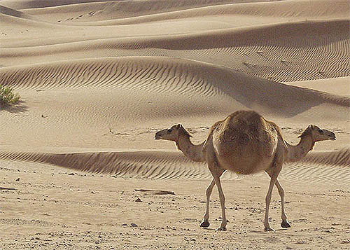 Diseño de Photoshop por MrArif para DesignCrowd (Community Contests) | Diseño #9149327