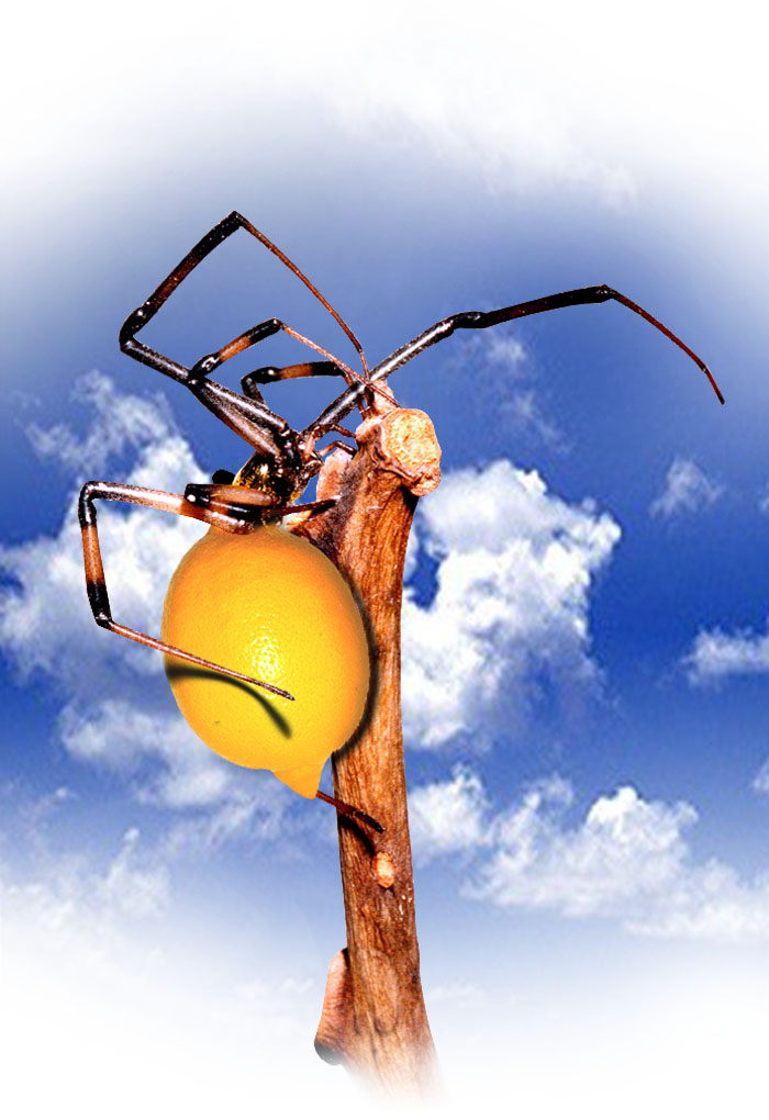 Photoshop-Design von No__Shoes__On für DesignCrowd (Community Contests) | Design #9151609