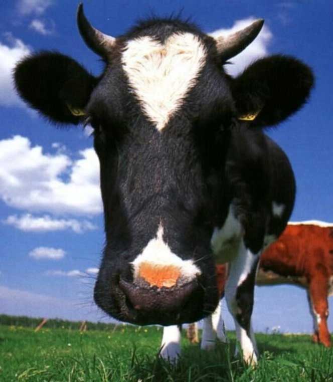 Diseño de Photoshop por Crackity__Jones para DesignCrowd (Community Contests) | Diseño #9142103