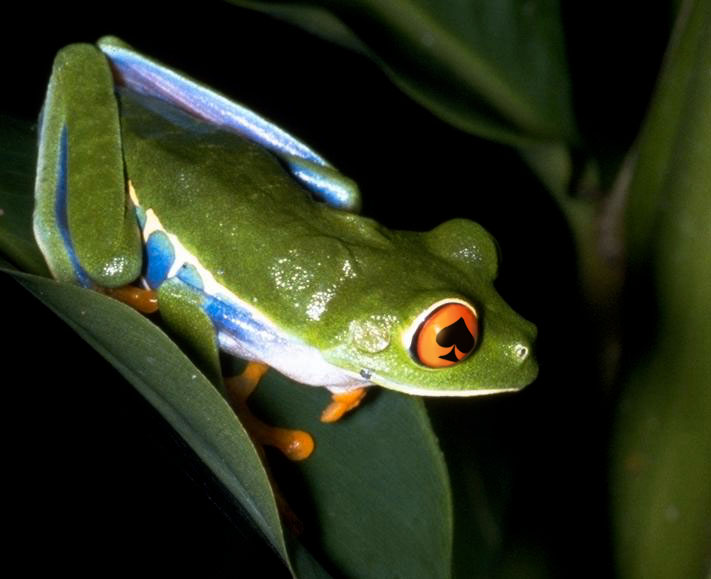 Photoshop Design by osmo for DesignCrowd (Community Contests) | Design #9142116