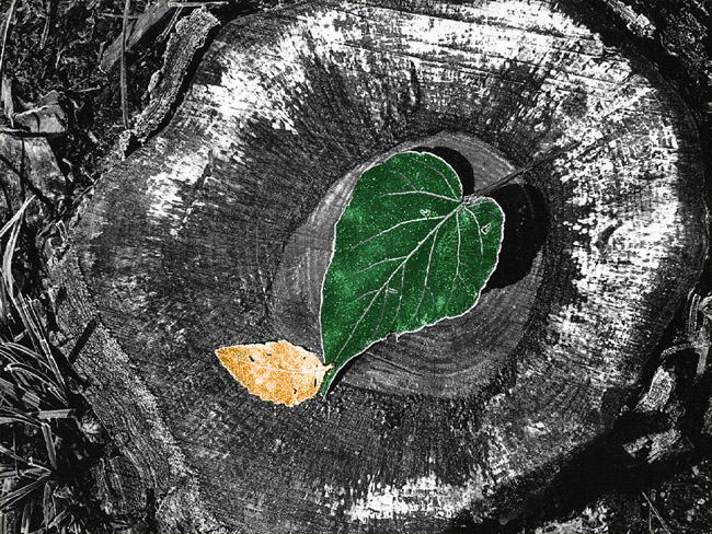 Photoshop-Design von Hawk für DesignCrowd (Community Contests) | Design #9151146