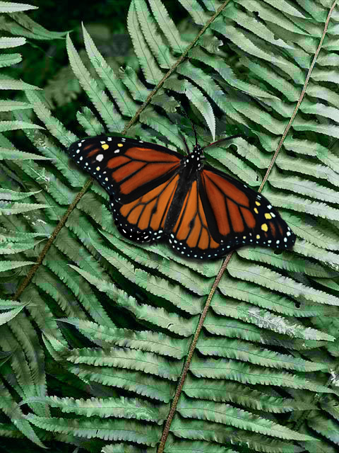 Photoshop Design by MoonGrrrl for DesignCrowd (Community Contests) | Design #9151109