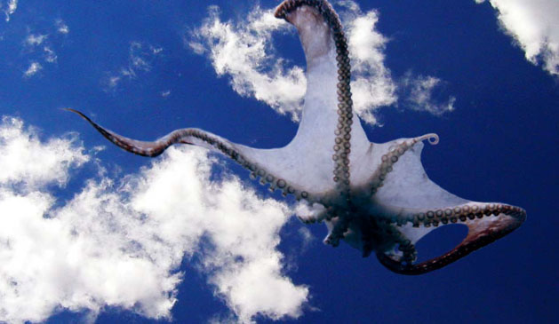 Photoshop Design by BrainSlug for DesignCrowd (Community Contests) | Design #9141419