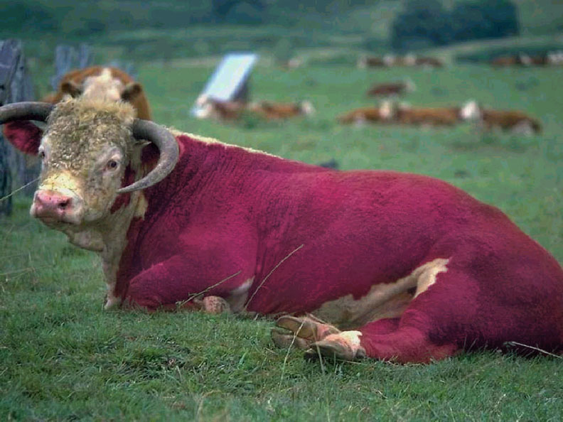 Photoshop Design by satyricon for DesignCrowd (Community Contests) | Design #9127494