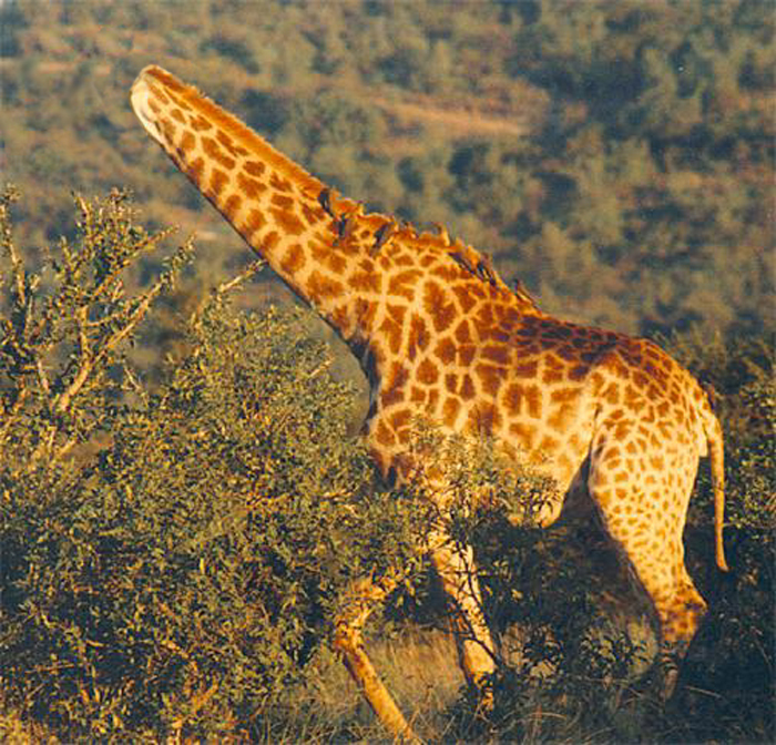 Diseño de Photoshop por Ghost para DesignCrowd (Community Contests) | Diseño #9140794