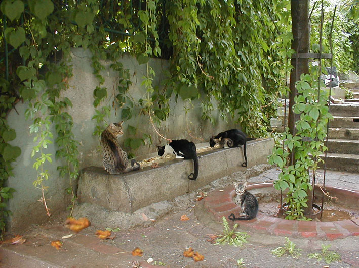 Photoshop Design by neznam for DesignCrowd (Community Contests) | Design #9127479