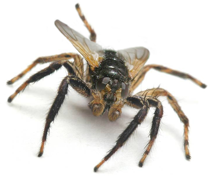 Diseño de Photoshop por Ghost para DesignCrowd (Community Contests) | Diseño #9151105