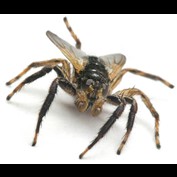 Photoshop Design by Ghost