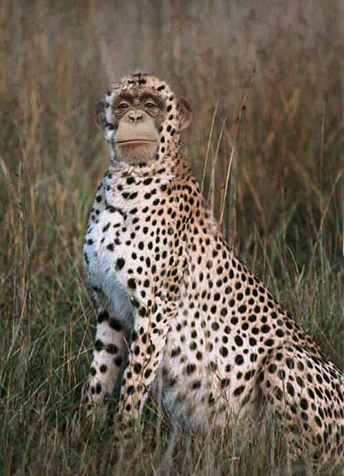 Photoshop Design by gunmetal for DesignCrowd (Community Contests) | Design #9151098