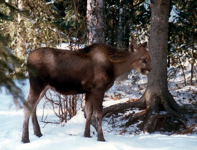 Diseño de Photoshop por SiIkenFairy para DesignCrowd (Community Contests) | Diseño #9151136