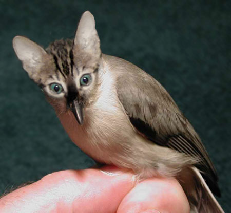 Photoshop Design by Puffnasty for DesignCrowd (Community Contests) | Design #9151156