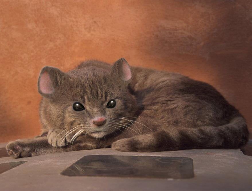 Photoshop Design by Lemon__Tree__Frog for DesignCrowd (Community Contests) | Design #9151191