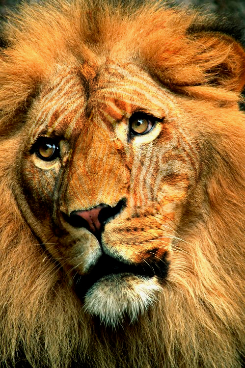 Photoshop-Design von tiare für DesignCrowd (Community Contests) | Design #9151152