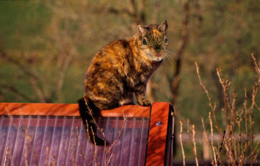 Design Photoshop par miranda pour DesignCrowd (Community Contests) | Design #9151180