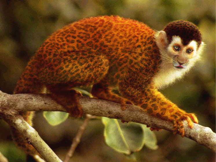 Photoshop Design by satyricon for DesignCrowd (Community Contests) | Design #9151212